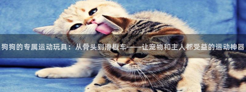 凯捷体育平台注册要钱吗安全吗：狗狗的专属运动玩具：从